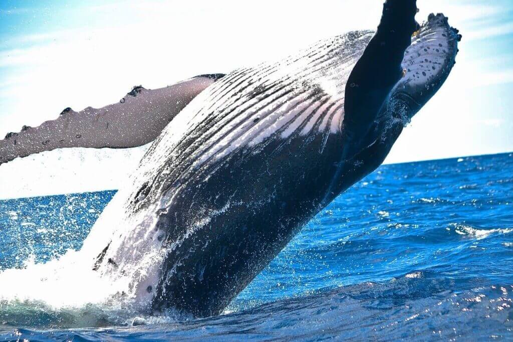 Ballenas en Colombia